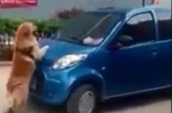 Chu cho lao vao oto dang chay de bao ve chu nhan hinh anh