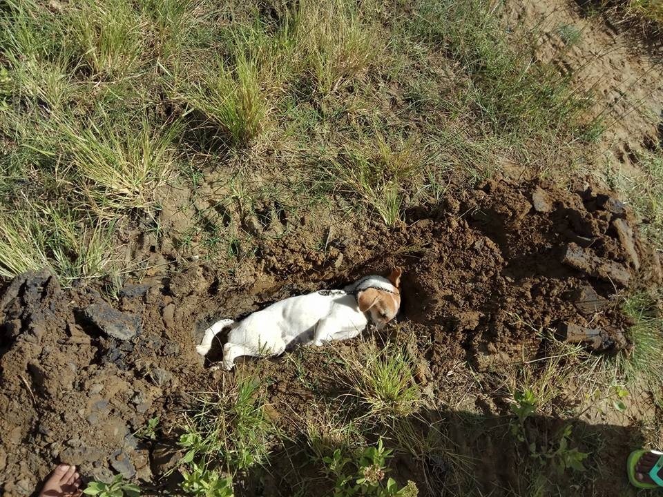 chu cho chay nuoc mat anh 2