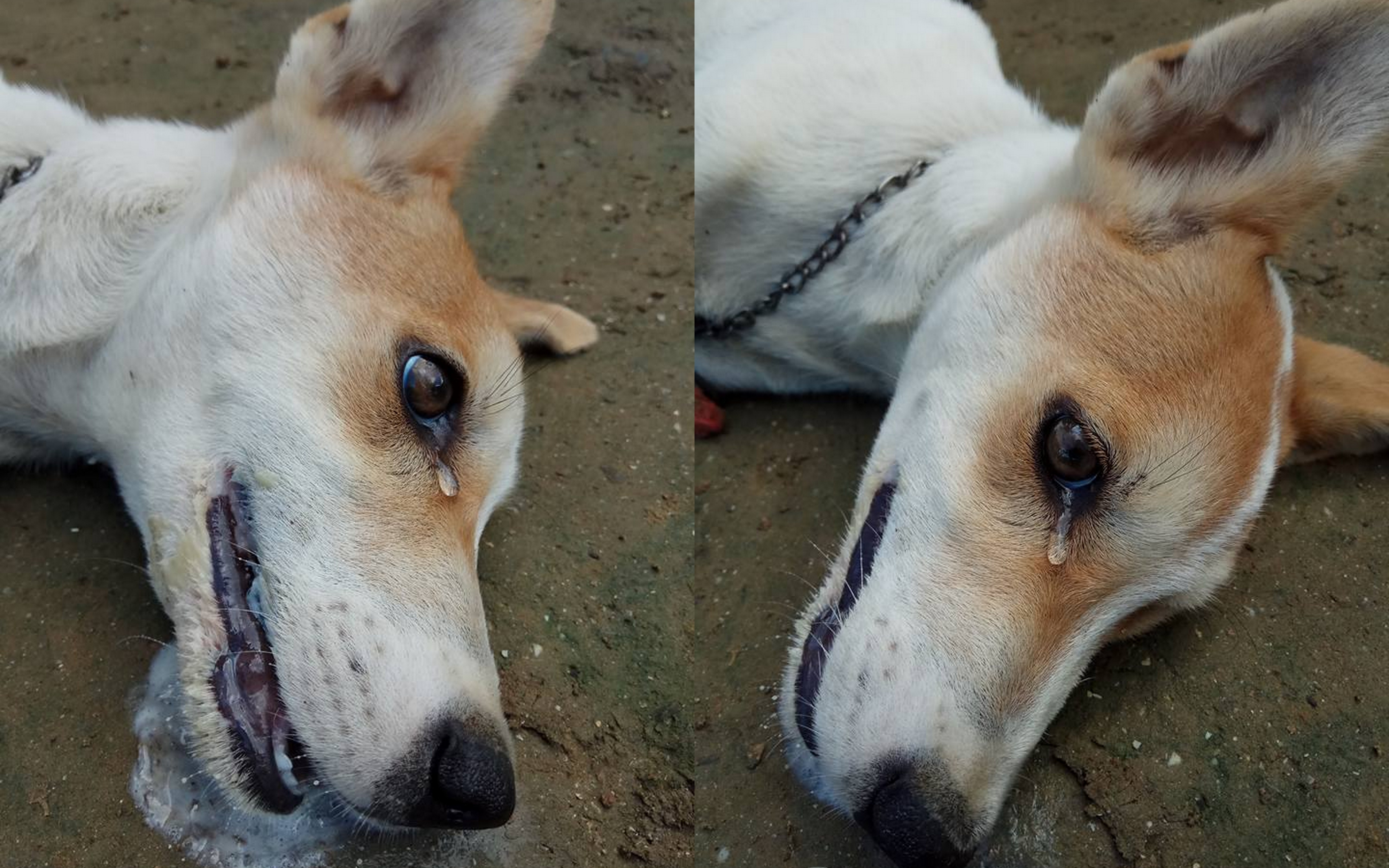 chu cho chay nuoc mat anh 1