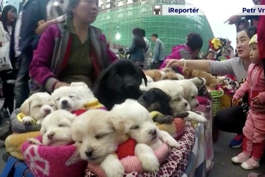 chó con như thú bông ảnh 1 cho con nhu thu bong anh 1