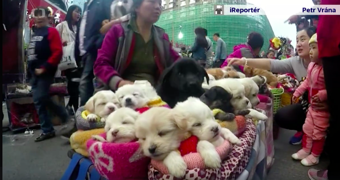 Nguoi dan bay ban cho con nhu thu bong tai Trung Quoc hinh anh