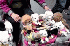 Canh ban cho con nhu thu bong gay tranh cai tren mang hinh anh