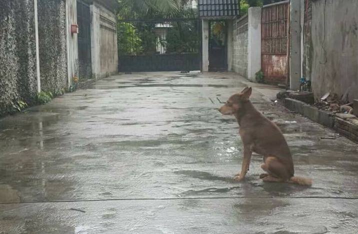 chú chó bị bỏ rơi vẫn chờ chủ ảnh 1 chu cho bi bo roi van cho chu anh 1