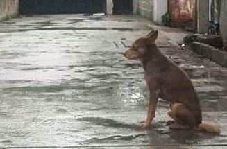 Bi bo roi, chu cho hang ngay van cho chu bat ke nang mua hinh anh