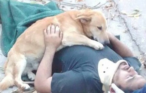 Nhung cau chuyen ve loai cho khien nguoi xem bat khoc hinh anh