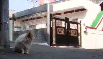 Chu cho cho chu trong 3 nam lay dong long nguoi hinh anh