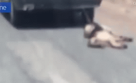 Chu cho bi chu buoc vao duoi oto, keo le tren duong hinh anh