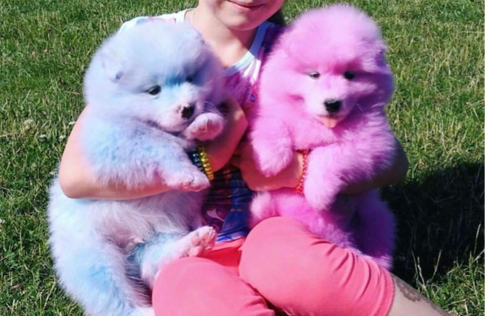 Cho bi nhuom mau cung chu di kiem tien tren pho hinh anh