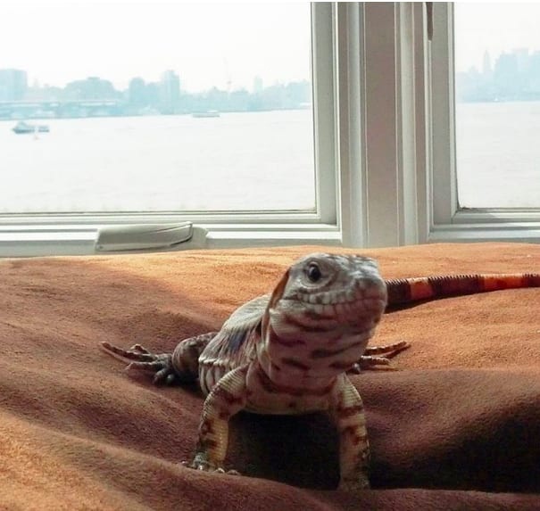 chu than lan khong lo noi tieng tren mang anh 6