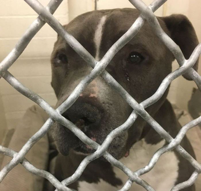 chu cho chay nuoc mat anh 2