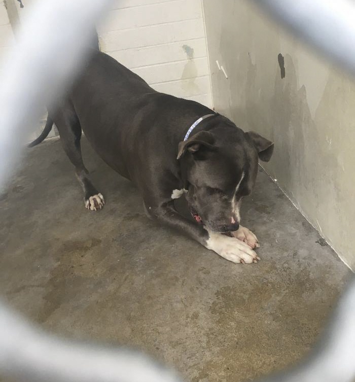 chu cho chay nuoc mat anh 4