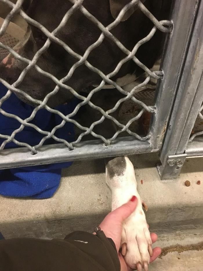 chu cho chay nuoc mat anh 5