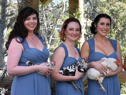 Doi tre moi loat thu cung den lam khach trong dam cuoi hinh anh