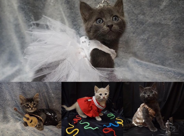 Nu bac sy thu y 'len do' cho meo het Taylor Swift hinh anh