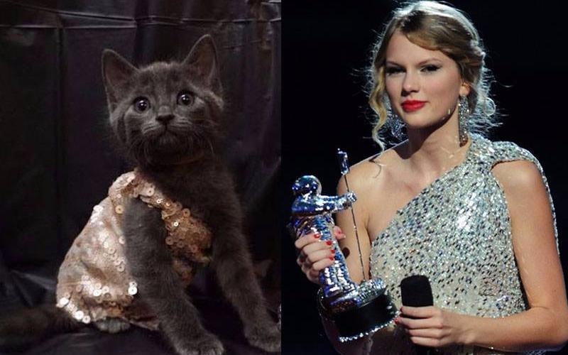 Nu bac si 'len do' cho meo giong het Taylor Swift hinh anh