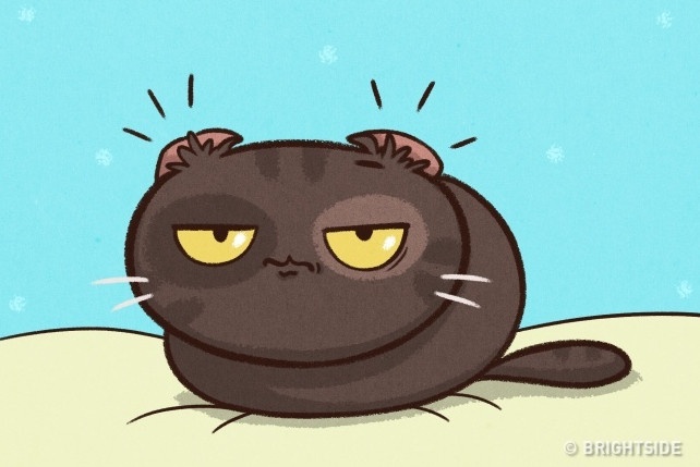 cuộc sống khi nuôi thú cưng ảnh 3 cuoc song khi nuoi thu cung anh 3