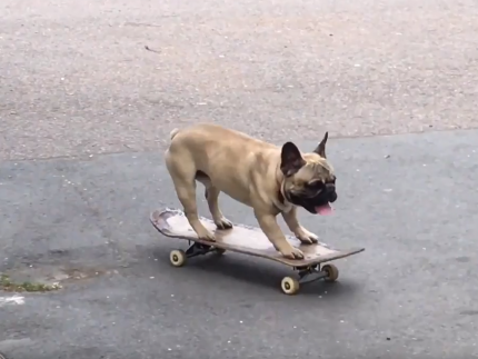 Eroc - sieu sao truot van hinh anh