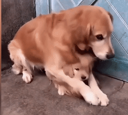 cho me om chat con khong cho chu den gan - Tin tức tức online 24h về chó mẹ  ôm chặt con không cho chủ đến gần