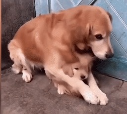 video chó mẹ bảo vệ chó con  ảnh 1 video cho me bao ve cho con anh 1