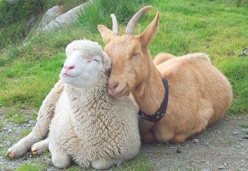 Giai toan giup anh em nha Williams chia tien hinh anh