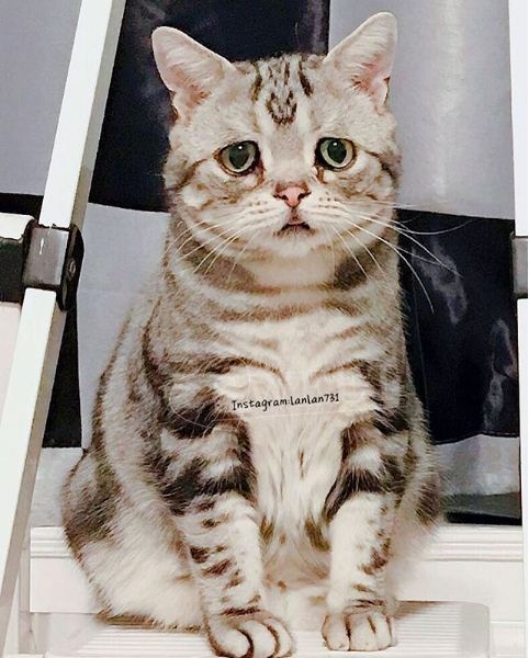 chu meo co ve mat buon anh 4