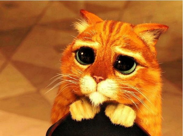 chu meo co ve mat buon anh 8