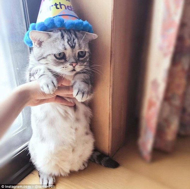 chu meo co ve mat buon anh 7