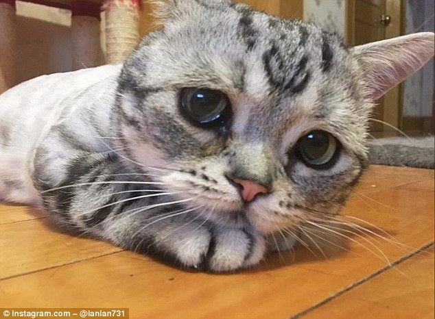 Co meo duoc yeu men boi ve mat dac biet hinh anh