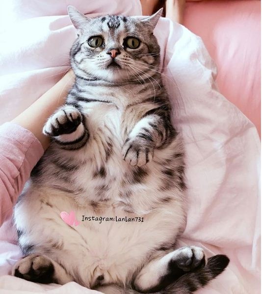 chu meo co ve mat buon anh 5