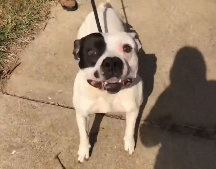 giai cuu chu cho bi bo roi anh 3