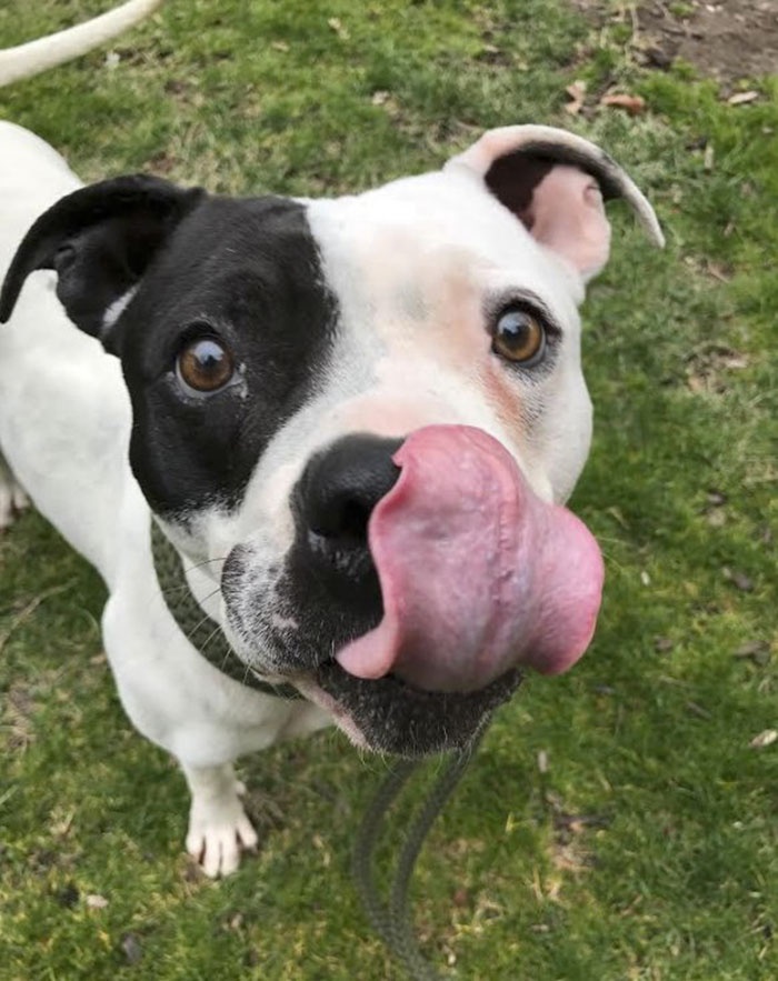 giai cuu chu cho bi bo roi anh 4