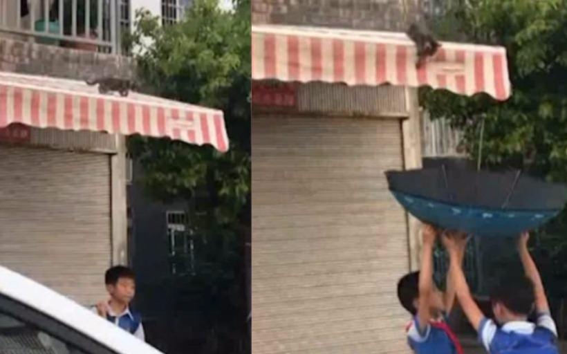 Clip hai hoc sinh dung o cuu chu meo bi mac ket gay xuc dong hinh anh