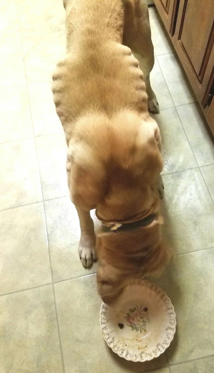 chu cho bi bo roi vi xau xi anh 2