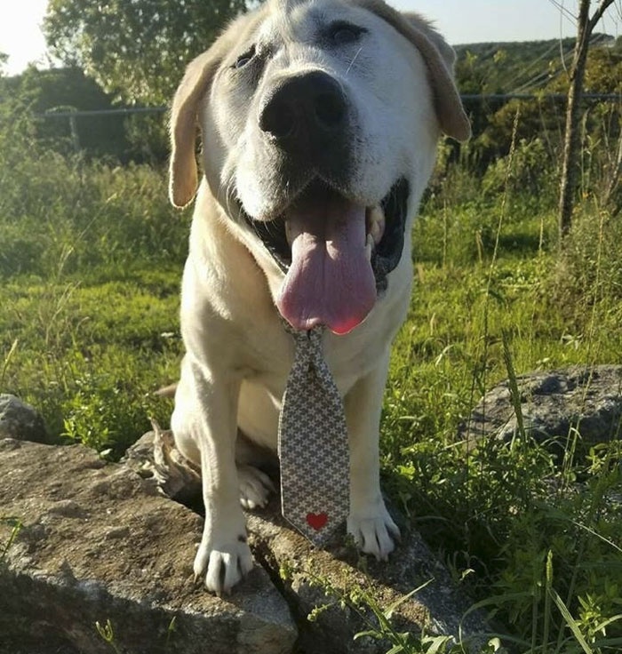 chu cho bi bo roi vi xau xi anh 7