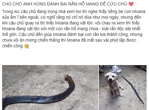 Chú chó cứu chủ thoát khỏi rắn hổ mang ảnh 1 Chu cho cuu chu thoat khoi ran ho mang anh 1