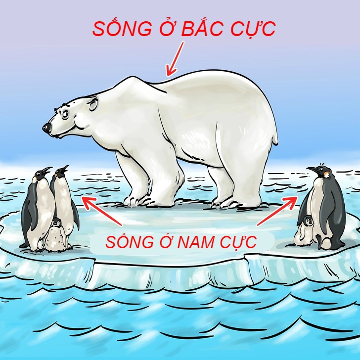 cau do tim diem bat thuong anh 8