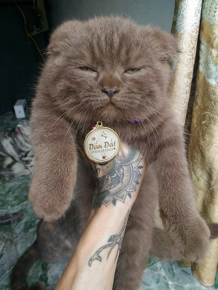 chú mèo Đầu Đất có vẻ ngoài khó gần ảnh 3 chu meo Dau Dat co ve ngoai kho gan anh 3