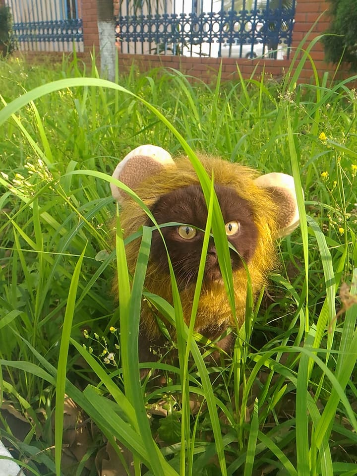 chú mèo Đầu Đất có vẻ ngoài khó gần ảnh 5 chu meo Dau Dat co ve ngoai kho gan anh 5