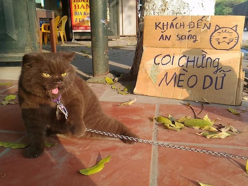 Chu meo Dau Dat o Hai Phong hut fan nho ve ngoai danh da, kho gan hinh anh