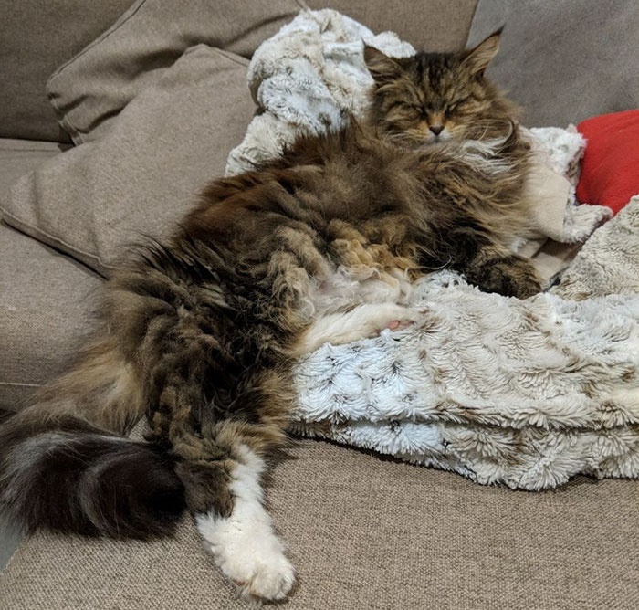 Chu meo bi mat tang hoa cho hang xom anh 3