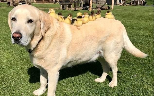 Chu cho lam 'cha nuoi' cua dan vit con hinh anh