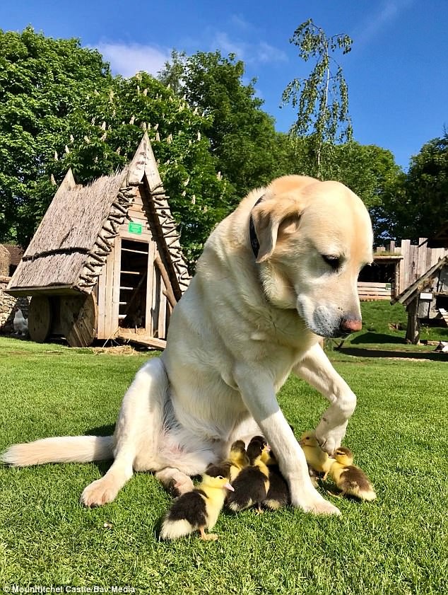 chú chó nhận nuôi đàn vịt con ảnh 4 chu cho nhan nuoi dan vit con anh 4