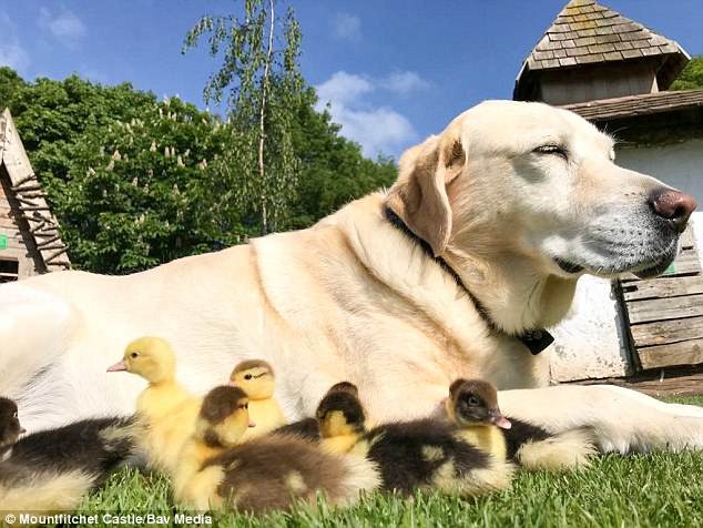 chú chó nhận nuôi đàn vịt con ảnh 5 chu cho nhan nuoi dan vit con anh 5