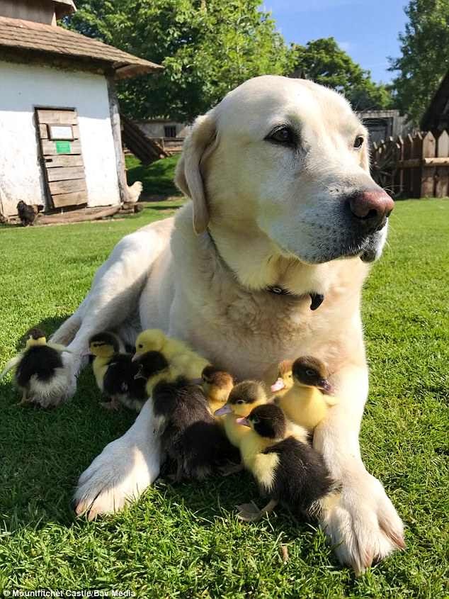 chú chó nhận nuôi đàn vịt con ảnh 6 chu cho nhan nuoi dan vit con anh 6