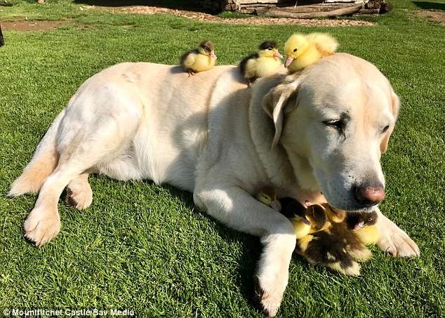 chú chó nhận nuôi đàn vịt con ảnh 7 chu cho nhan nuoi dan vit con anh 7