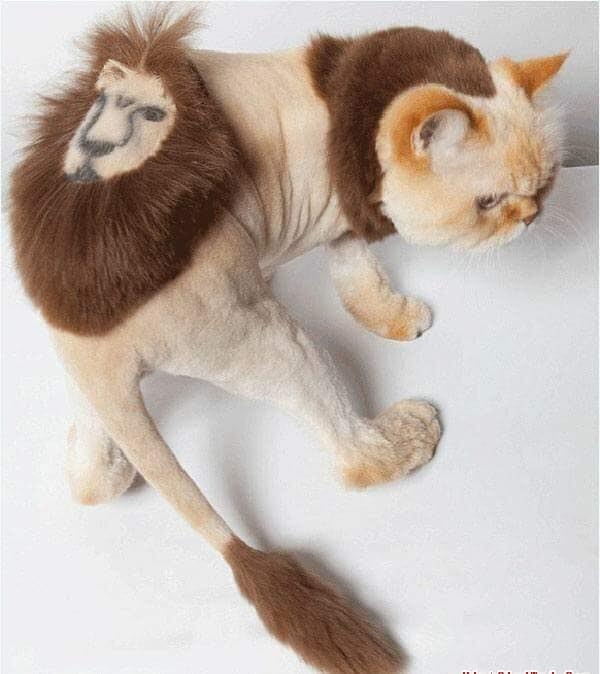 nhung con meo gay cuoi anh 2