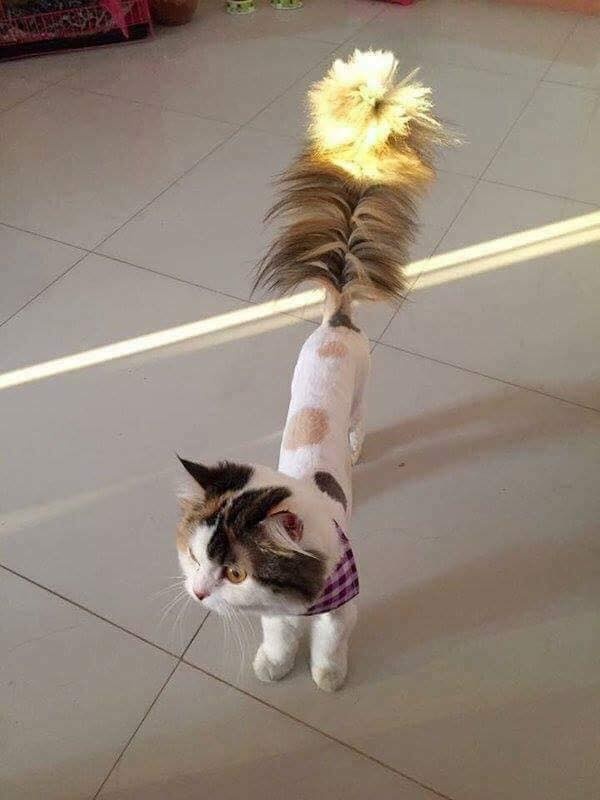 nhung con meo gay cuoi anh 8