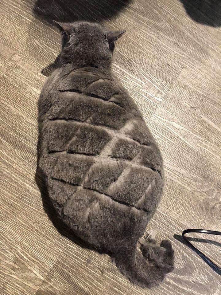 nhung con meo gay cuoi anh 3