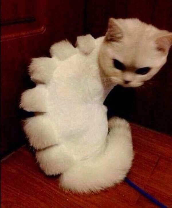 nhung con meo gay cuoi anh 10