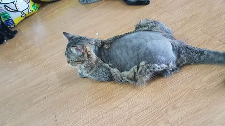 nhung con meo gay cuoi anh 11